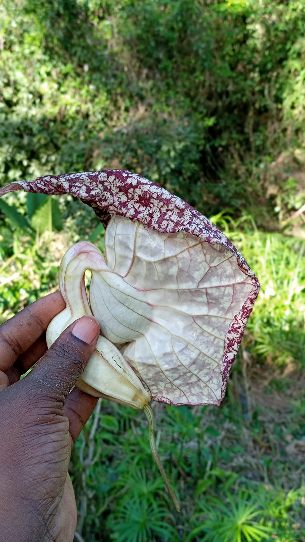 Nalego Duck Flowers Detox Tea | 1 Duck Flower | Wildcrafted Jamaican Alkaline Herbal Tea (Flor de Pato, Palo Guaco)